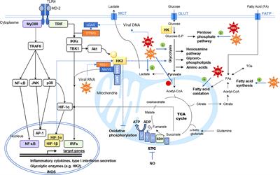 What role for cellular metabolism in the control of hepatitis viruses?